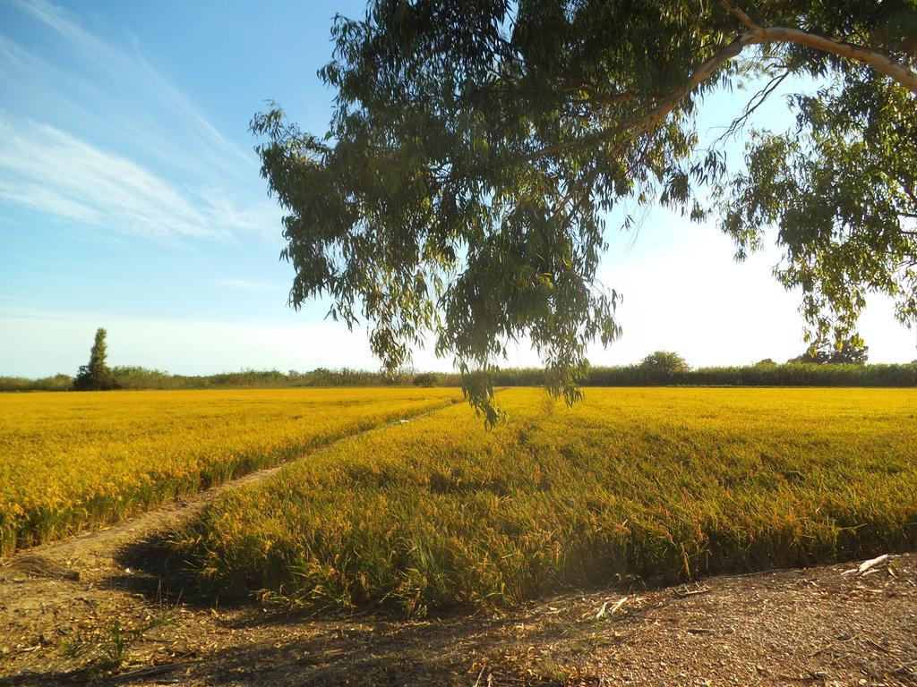 Penzion Mas Dels Bonos Deltebre Exteriér fotografie